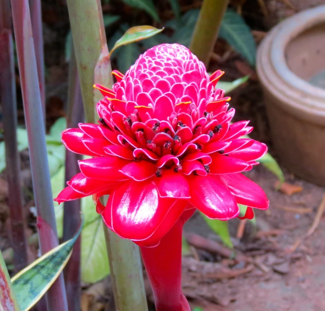 the large flower is blooming in front of a potted plant