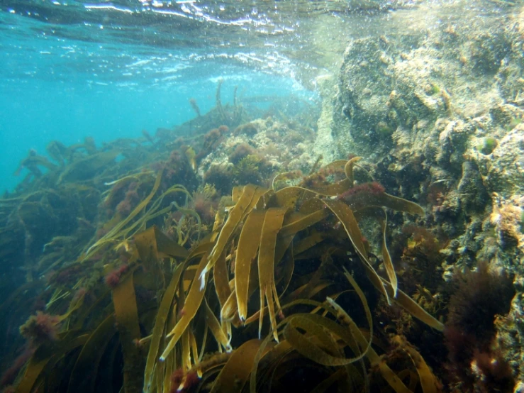 underwater view of a seaweed and other algaes