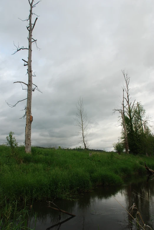 the water is shallow and dirty and there are dead trees