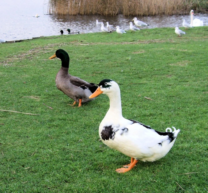 two ducks are walking in the grass by a lake