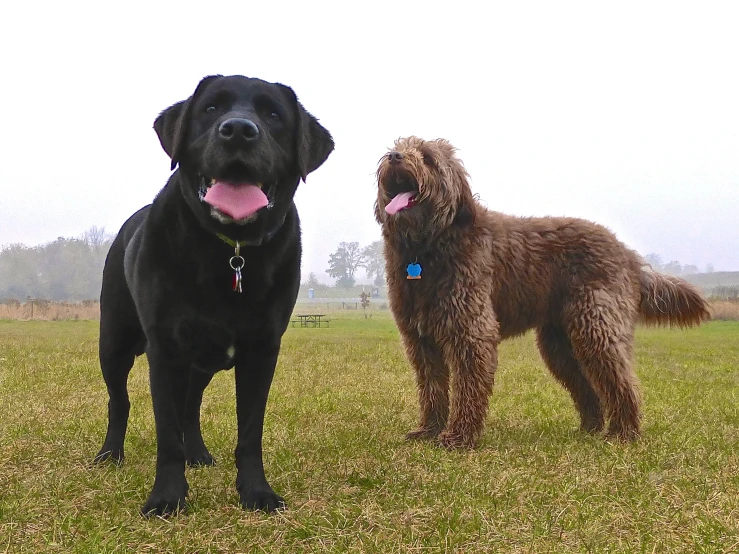 two dogs on a grassy field one black and one brown