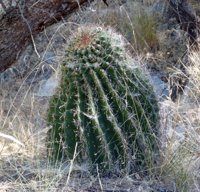 a large green cactus that is growing in a field