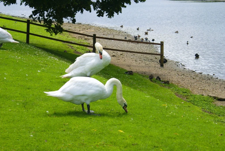 some birds are standing by a lake and some grass