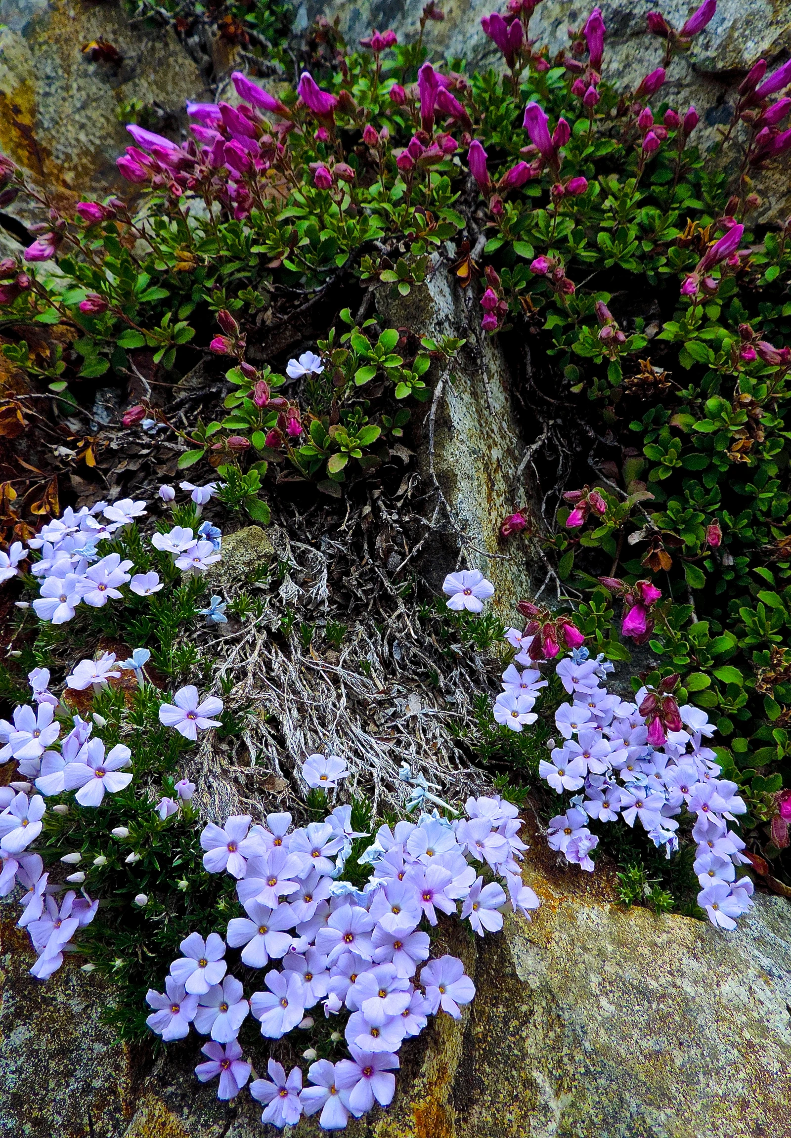 the pink flowers and green planters are growing on the rocks