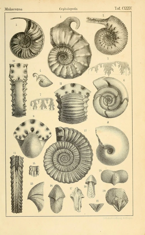 a page of engravings from the book sea creatures