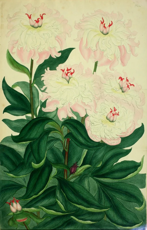 a painting of flowers, and leaves in pink