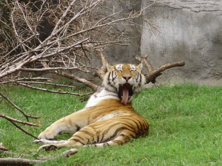 a tiger is laying down with its mouth open