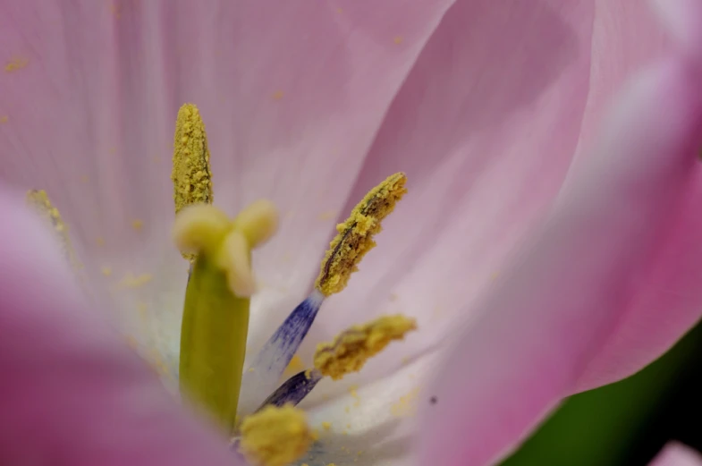 close up of the center of an open flower