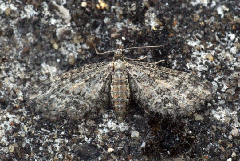 a gray moth on a surface of black and white