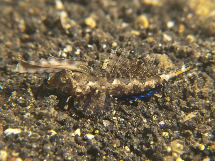 this is an image of a bug crawling through dirt