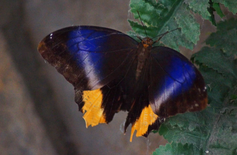 the bright blue and yellow erfly is hanging from the nch