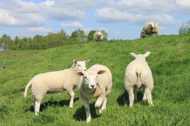 sheep are standing in a grassy field near one another