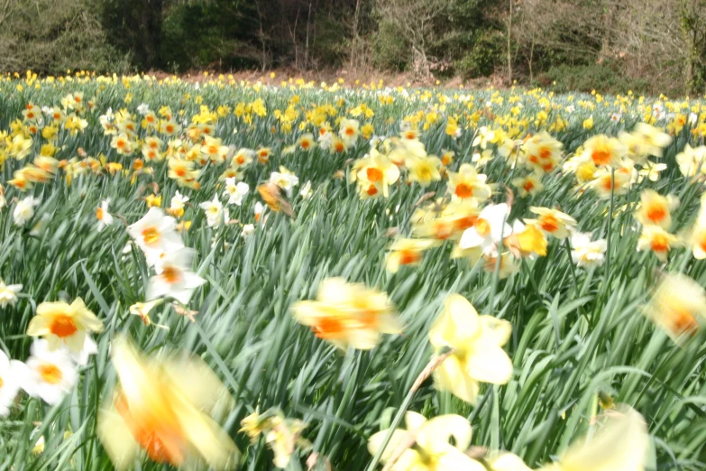 this is a field full of daffodils and other flowers