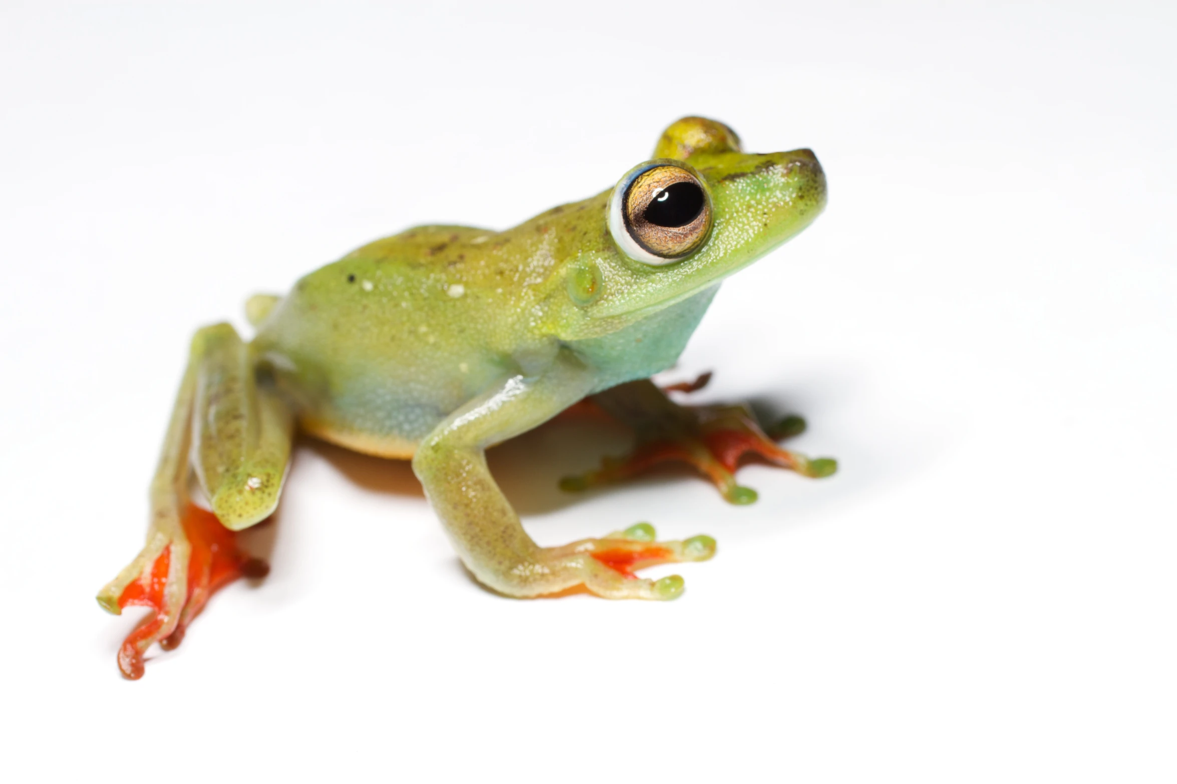the frog is green and has orange legs