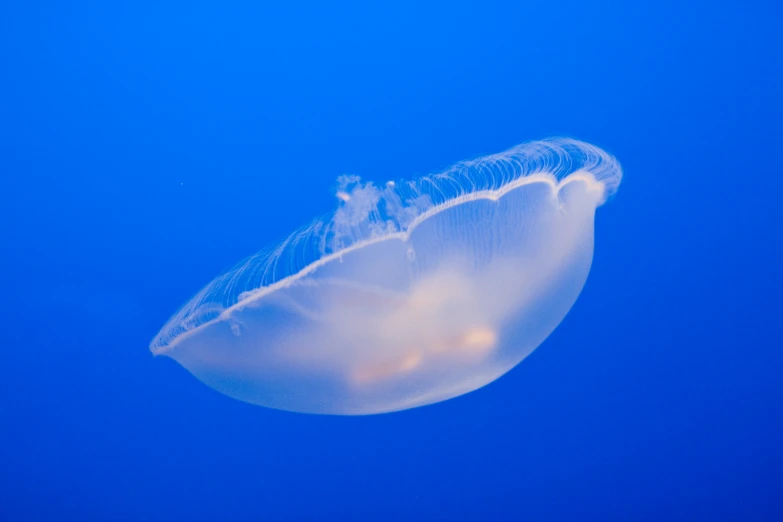 a jellyfish in the blue water with only one animal visible