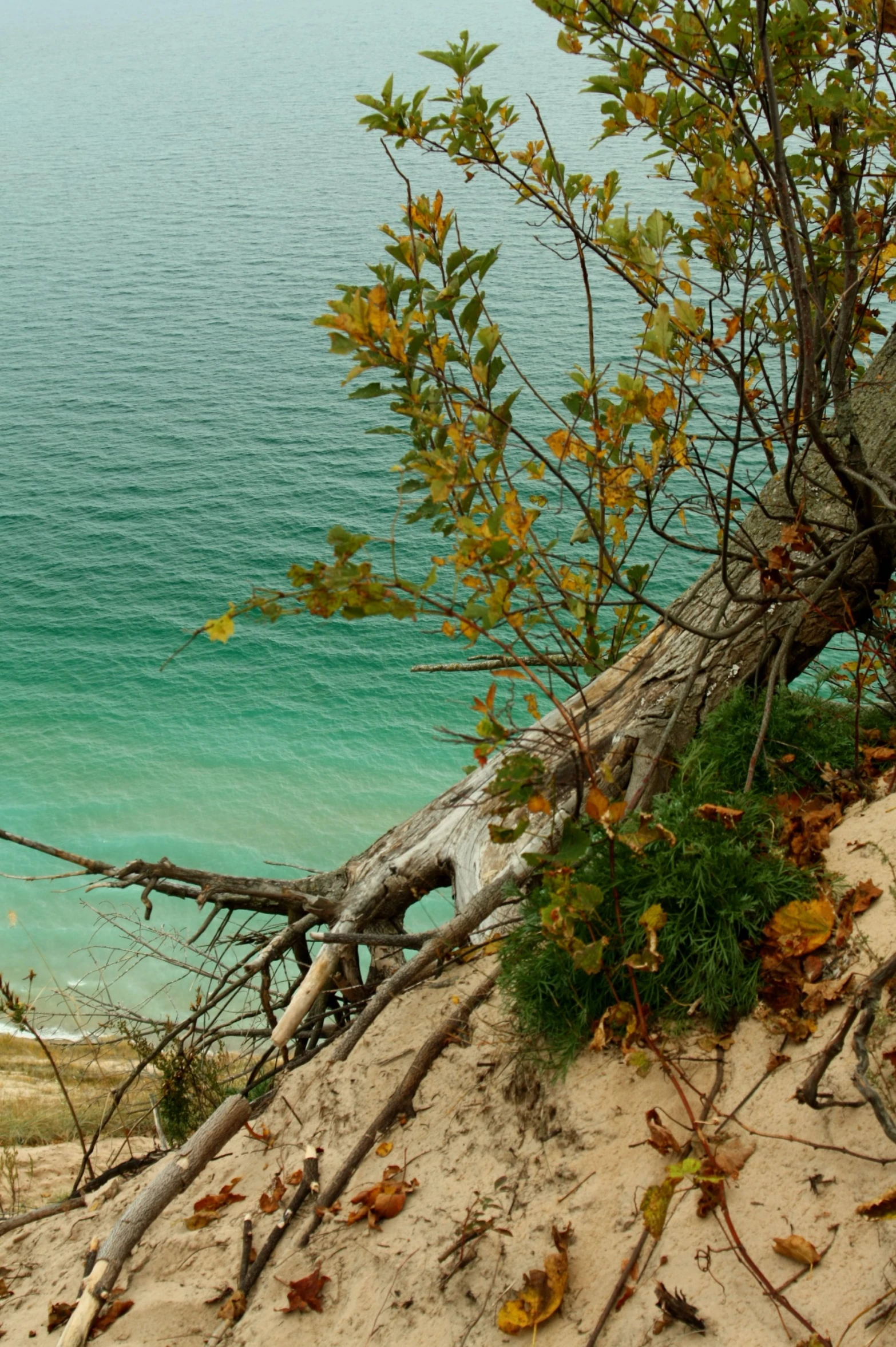 a tree is leaning on the sand by the water