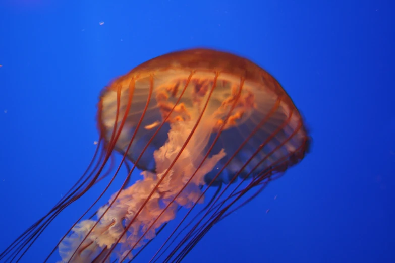 a large jellyfish floats on the water
