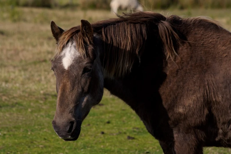 a brown horse with white on top and another brown horse on the other side