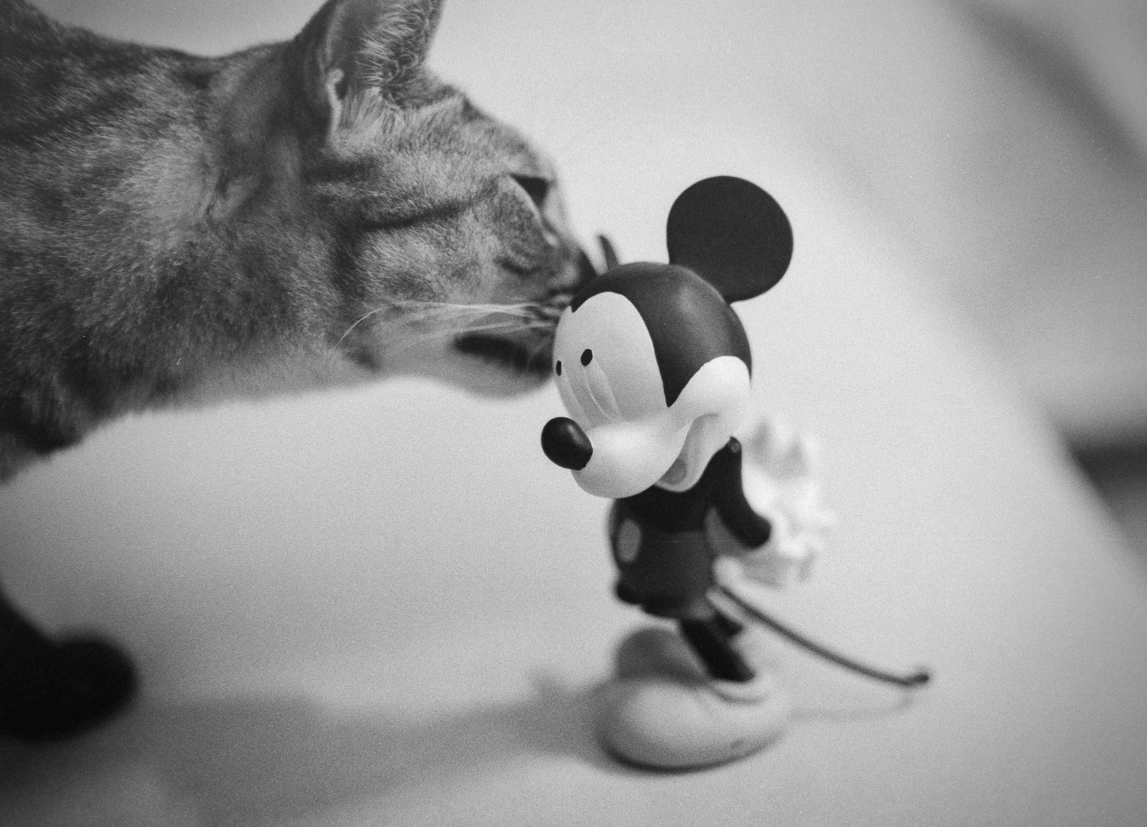 a cat is sniffing the mickey mouse toy