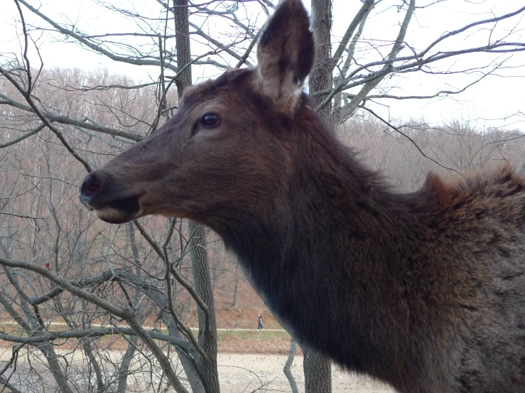 a deer stands near some nches, with other dead trees