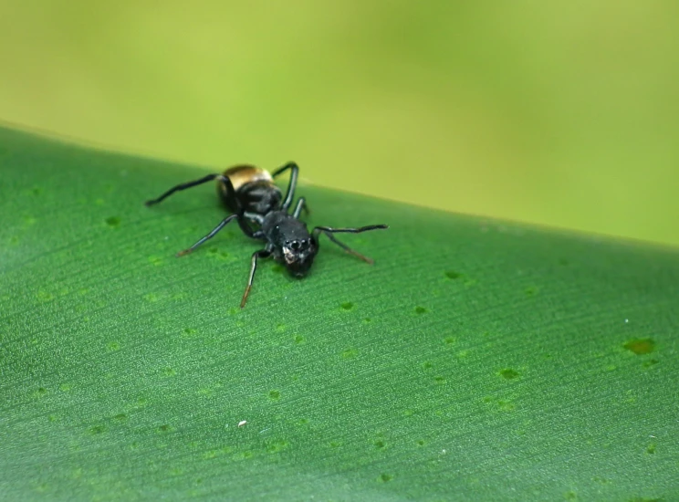 two black and yellow flys laying on top of green leaves