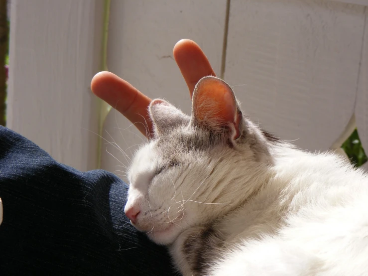 a close up of a cat laying on a person