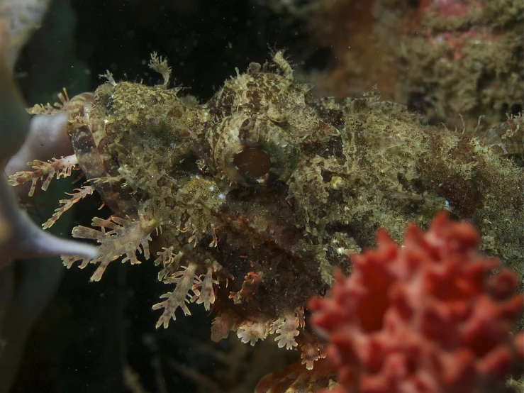 the underwater life has many corals and sponge