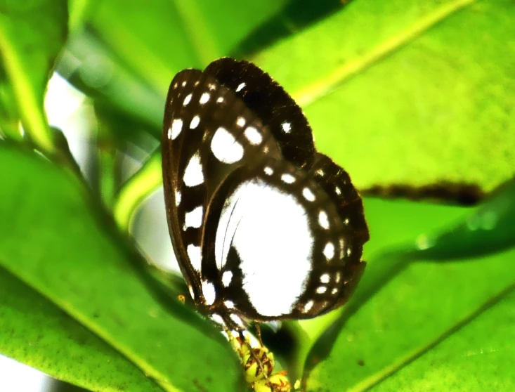 two erflies standing on green leaves in the sun