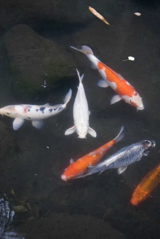 a group of fish swimming on top of the water