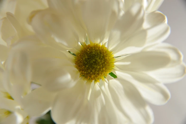 an image of a close up of a flower