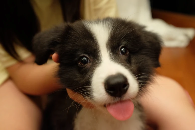 a puppy is shown being held by a human