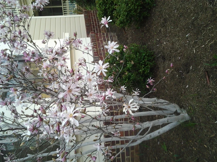 the white trees have pink flowers on it