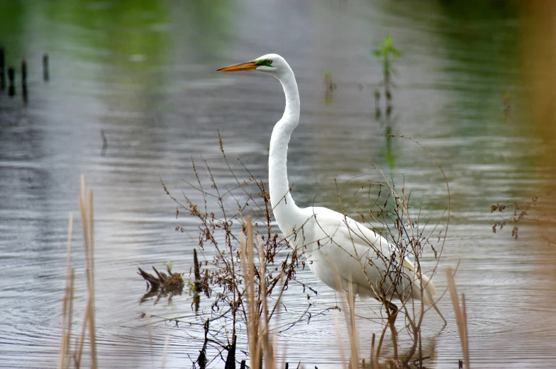 a white bird standing in a lake