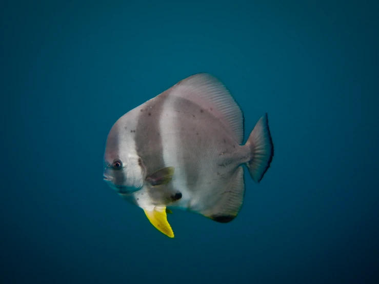 an adult fish that is looking around under the water