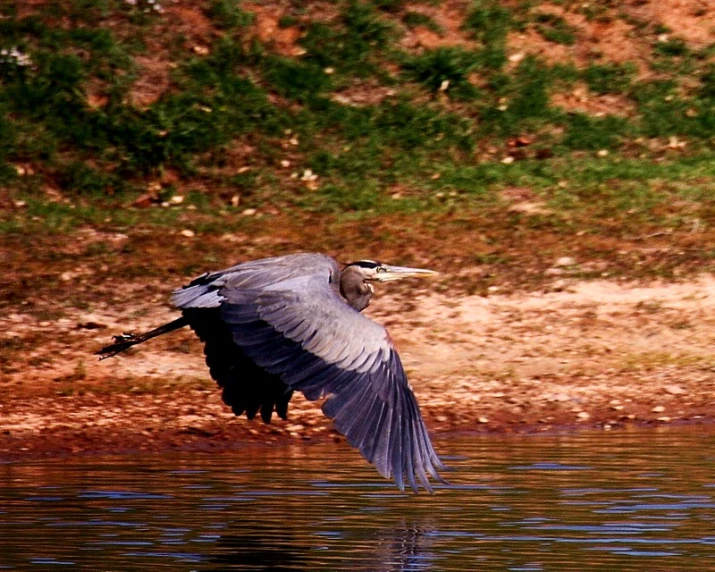 a large bird flying low over the water