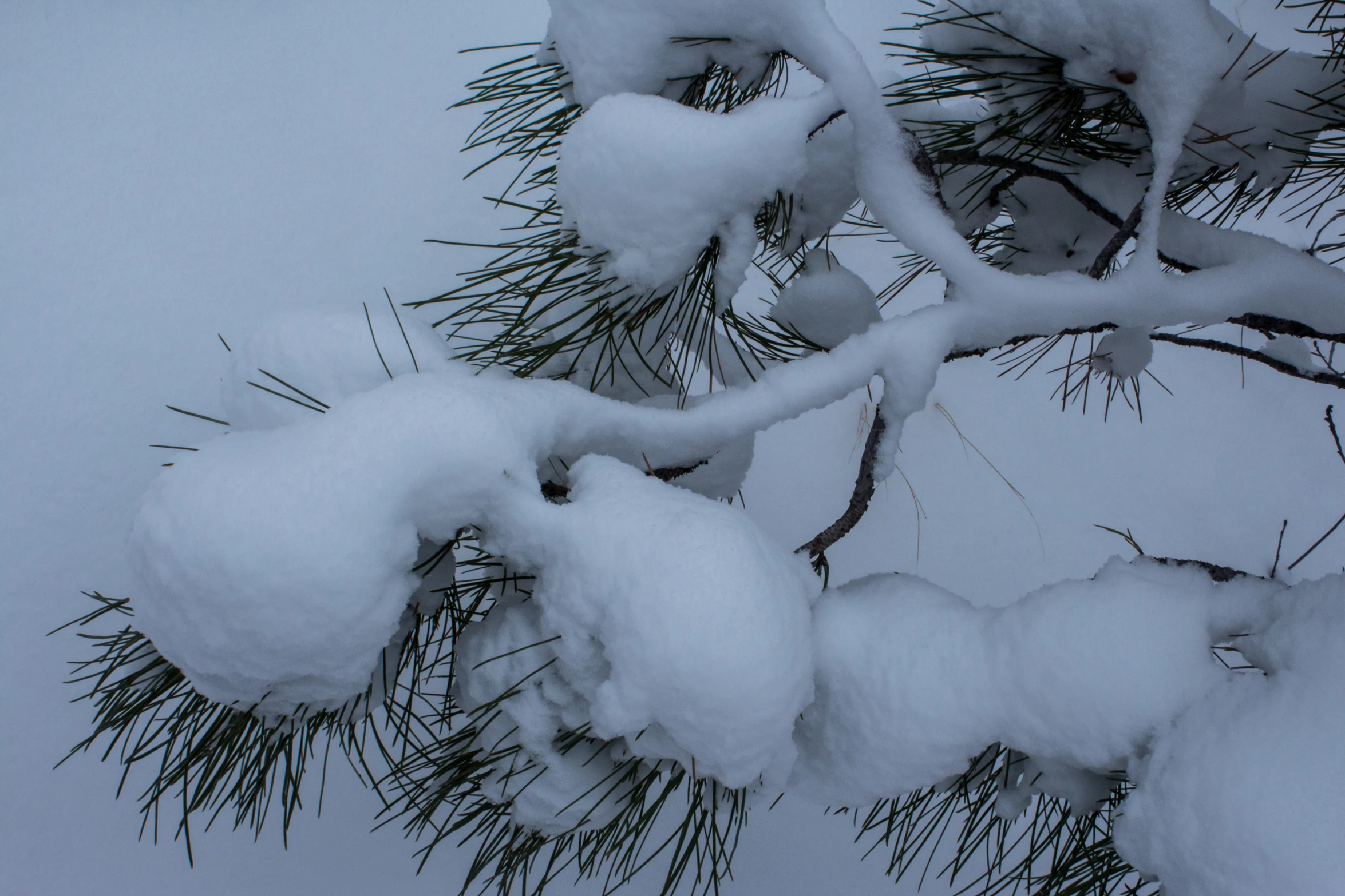 nches and cones are covered with snow on the tree