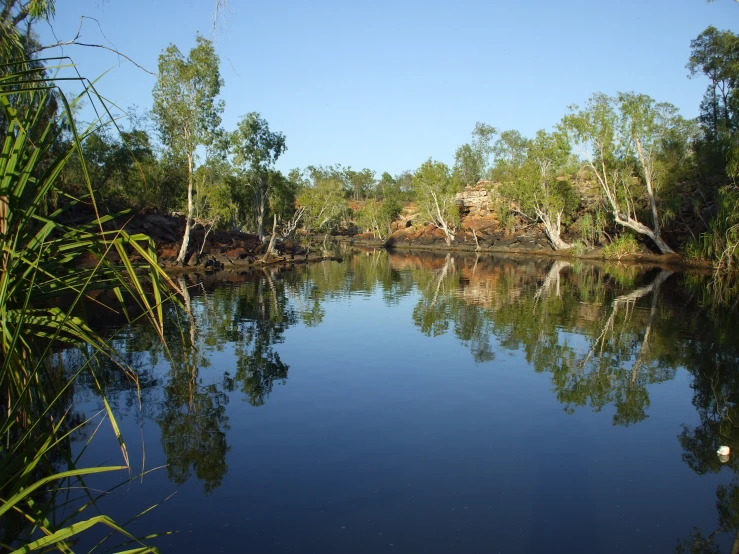 a body of water with green trees and other plants