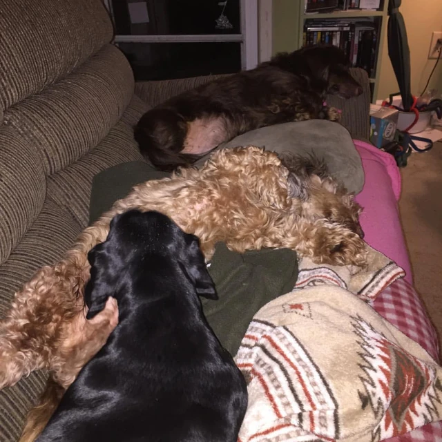 dogs are laying down on top of the couch