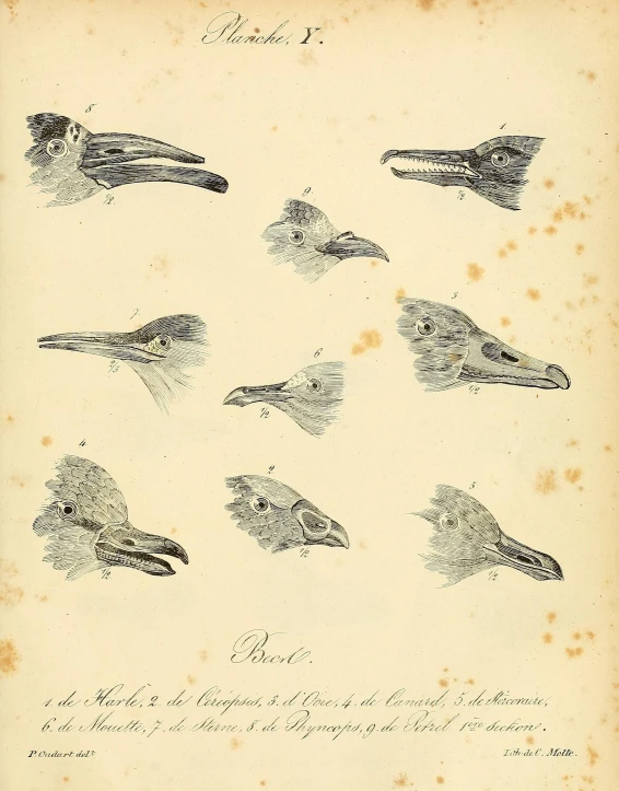 a page with lots of different bird drawings on it