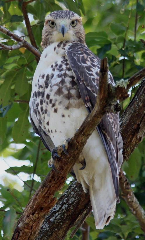 a large bird sitting on a tree nch