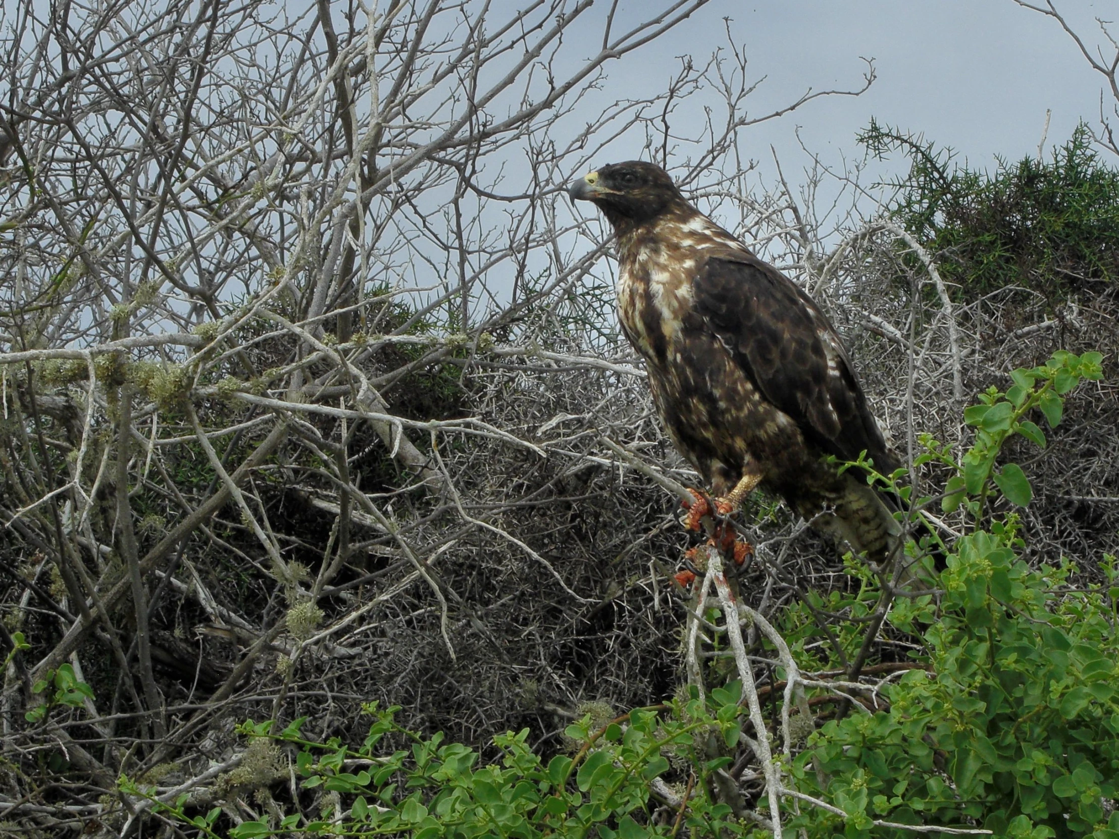 a large bird perched on top of a tree nch