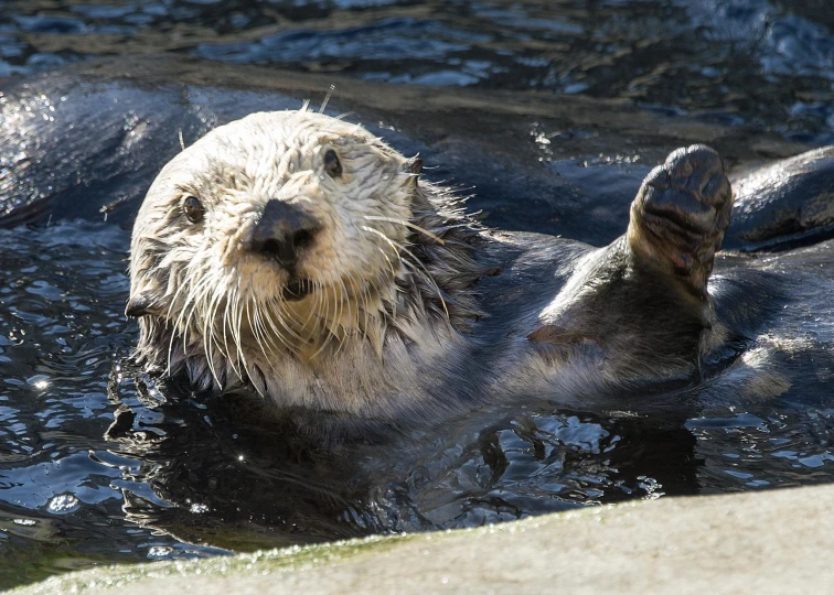 an animal is submerged in the water