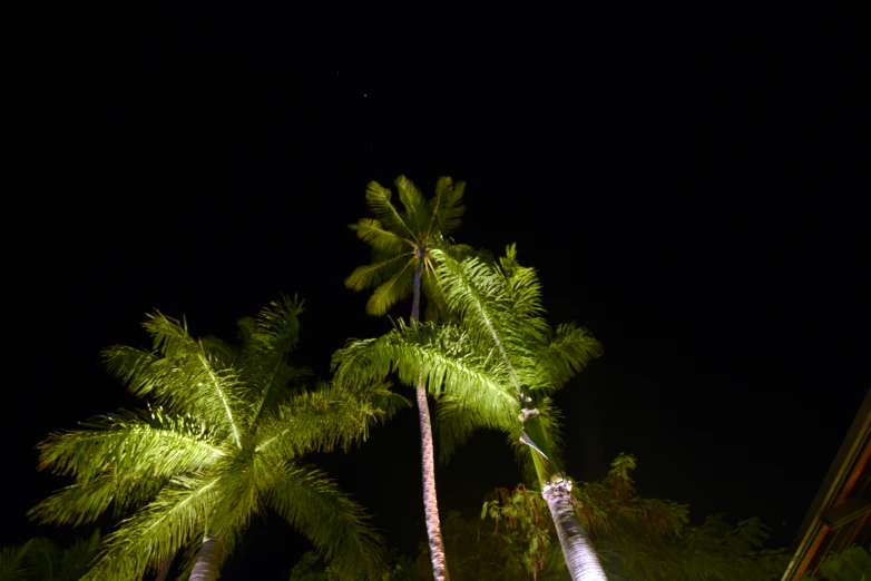 palm trees on a dark night are in a forest