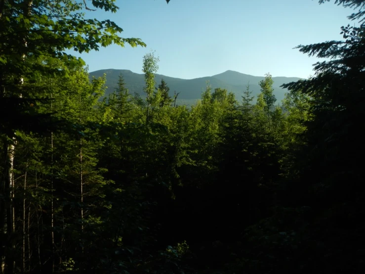 a forest in the mountains looking out over trees