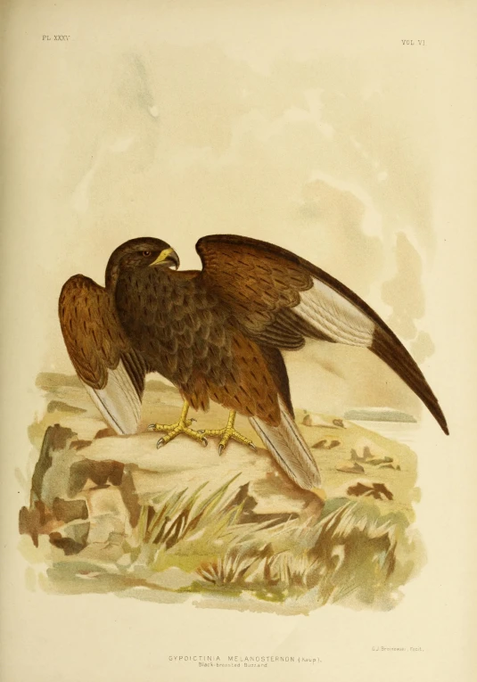 a bird of prey standing on top of a pile of leaves