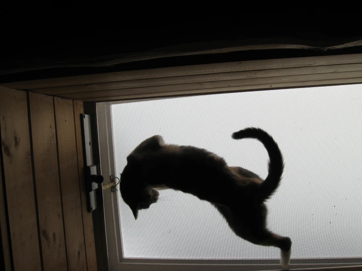 a cat jumping up into the air over a screen door