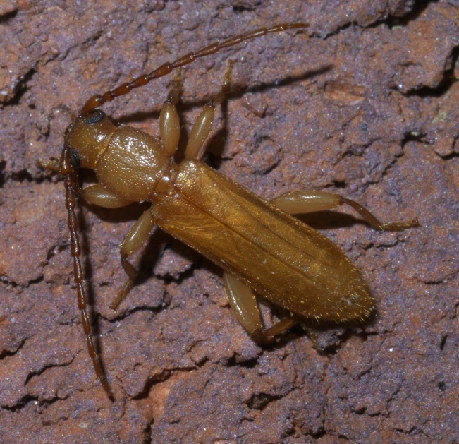a close - up po of a brown bug with long legs
