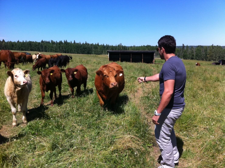 a man standing near some cows in the grass