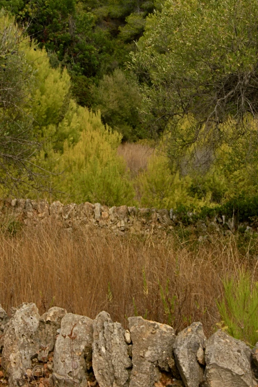 a very tall giraffe standing by a dry grass field