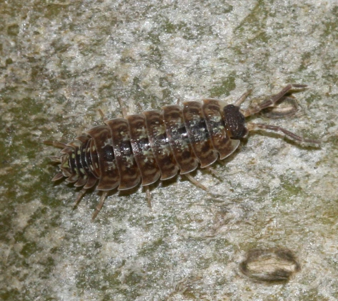 a brown bug crawling on some white rock